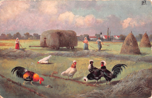 Rooster polish chickens - rooster,