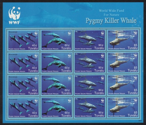 Pygmy killer whale - pygmy,