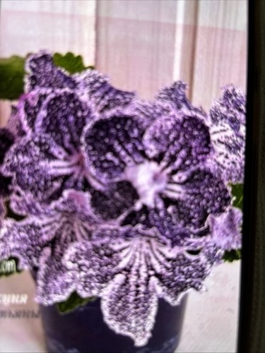 Streptocarpus arven plug - streptocarpus, oi