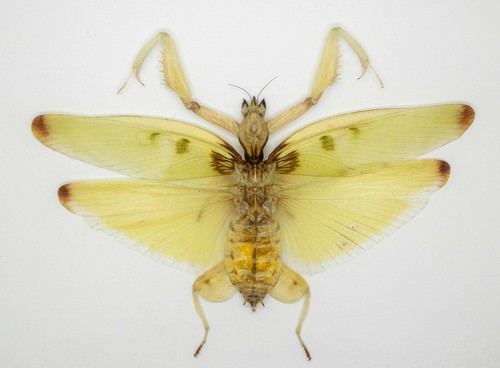 Mantidae orchid mantis - orchid,