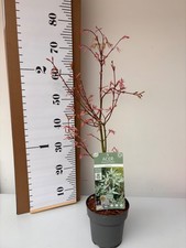 Acer palmatum Ukigumo 2 litre