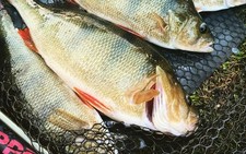 CMCS Dead baits - Perch