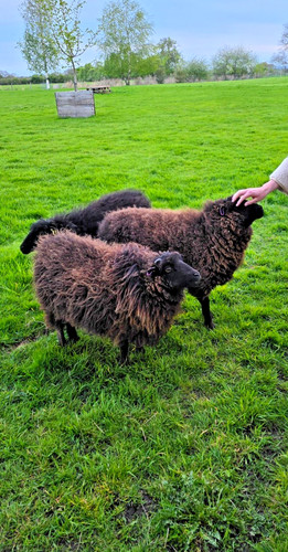 Ouessant breed black - breed, black/brown