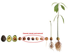 Two Matured Organic Avocado Tree Kernels / Seeds / Nuts ? Wales Britain GB UK