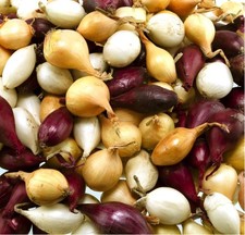 onion sets red/white/shallots