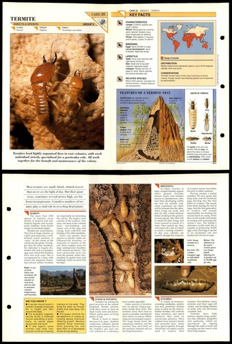 Termite insects wildlife - termite, #26