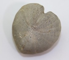 Sea urchin, Cardiaster granulosus, Cretaceous, Maastricht, Prov. Liège, Belgium - m364