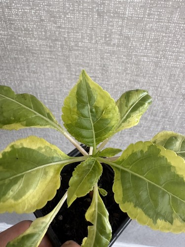 Variegated potted parrot - 1,