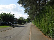Photo 6x4 gorse ride north - photo, the