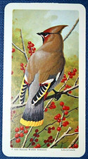 WAXWING    Vintage 1966 Illustrated  Bird Card  FE20M