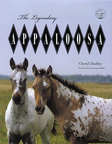 Legendary appaloosa dudley - legendary,
