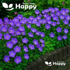 TUSSOCK BELLFLOWER BLUE - 4000