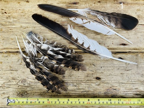 Naturally moulted feathers - naturally,