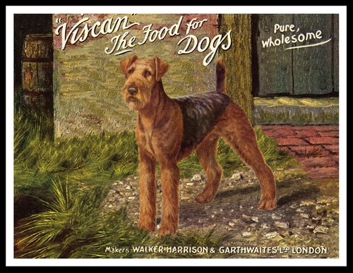 Airedale terrier dog art - airedale, print
