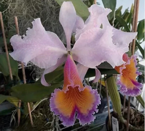 Cattleya zephyr dowiana - cattleya, (dowiana