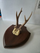 Vintage Genuine Roe Deer Antler Hunting Trophy 1970s Romania
