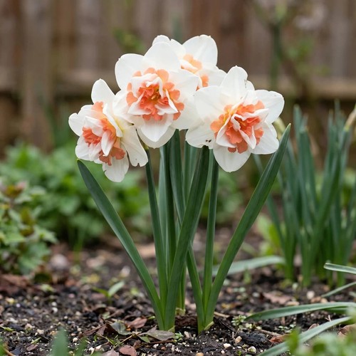 Narcissus replete - 'replete', (daffodil)