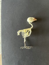 Taxidermy Skeleton Of A Munia
