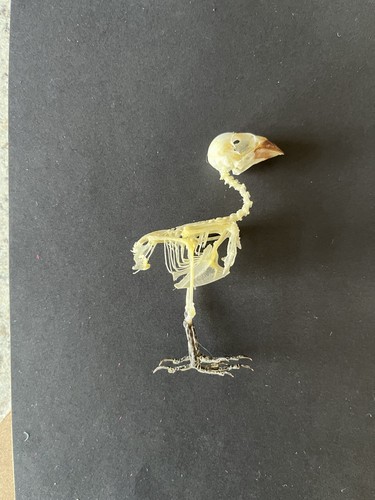 Taxidermy skeleton munia - taxidermy, a