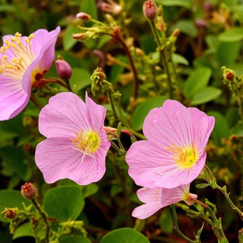 Primrose primula flowering - primrose,