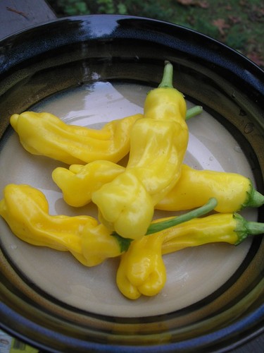 Peter pepper yellow - pepper, seeds