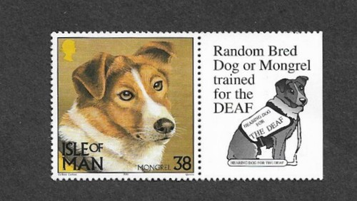 Dogs random mongrel - , pets