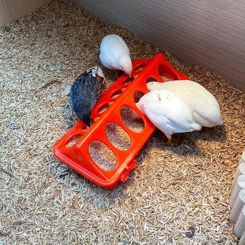 Rudin chicken feeder - rudin,