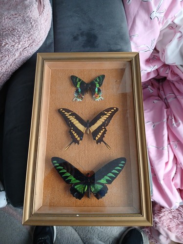 Vintage taxidermy butterfly - taxidermy,