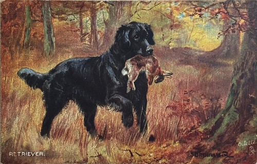 Dog flatcoated retriever - flatcoated,