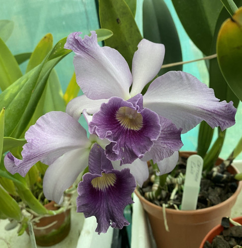 Cattleya canhamaniana azure - cattleya,