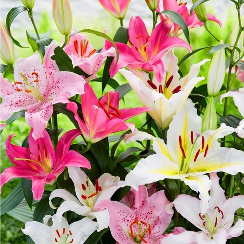 Large mixed colour - 4,
