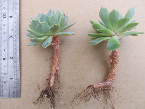 Echeveria elegans - echeveria,