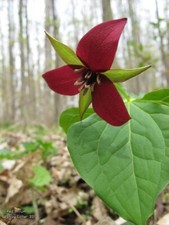 Red Trillium (Trillium