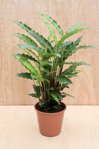 Calathea rufibarba 70cm tall - calathea,