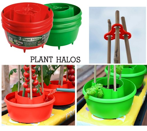Garden plant halo - garden,