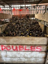 15 x Scaffolding Scaffold Fitting SWIVEL DOUBLE Coupler Clamp FAST FREE DELIVERY