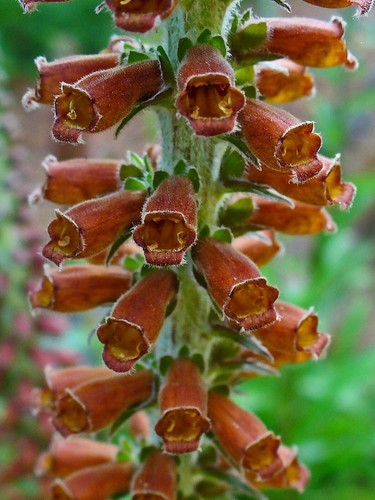 Milk chocolate foxglove - 15,