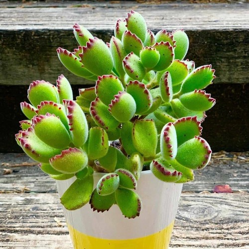 Bear paws plant cotyledon - paws, (cotyledon
