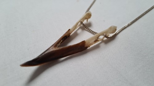 Genuine crow jaw beak - genuine,