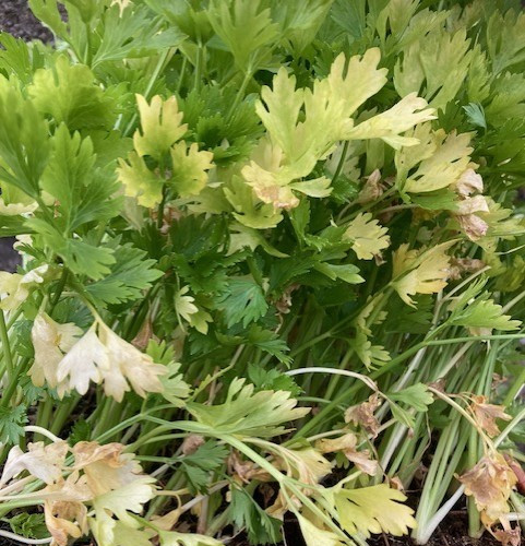 Celery plug plants ready - , now