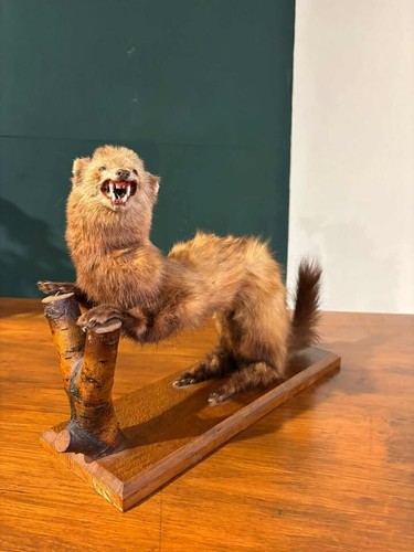 Taxidermy pole cat - of,