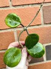Rare Hoya Obovata Amelia Outer