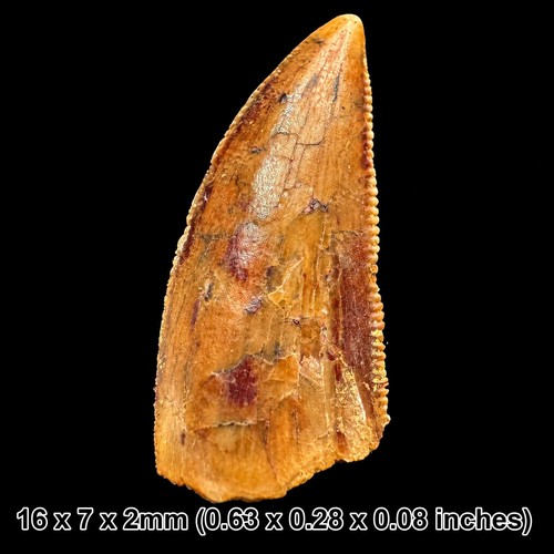 Genuine raptor dinosaur tooth