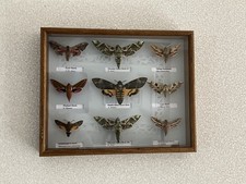 Stunning collection of hawk moths in solid oak frame