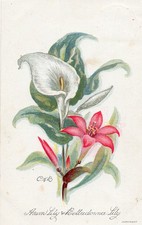 SOUTH AFRICA - ARUM LILY &