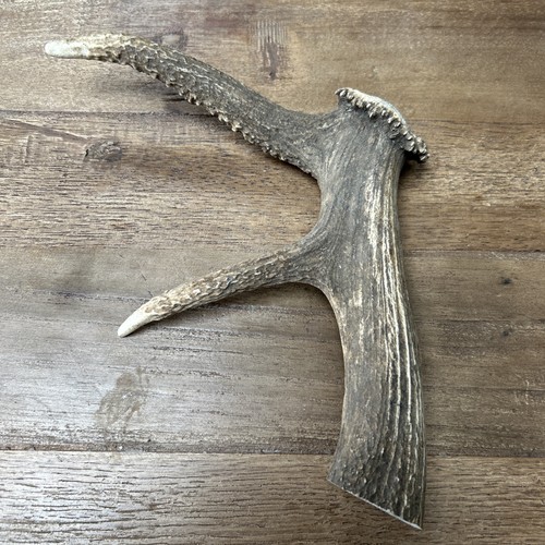 Single red deer stag - single,