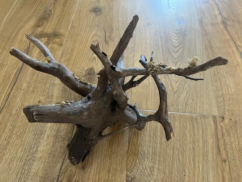 Mature bogwood corbo spider - mature,