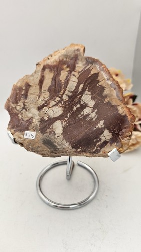 Large petrified wood slice - petrified,
