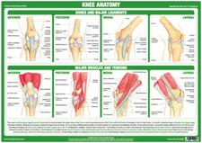 Knee anatomy poster - knee, |