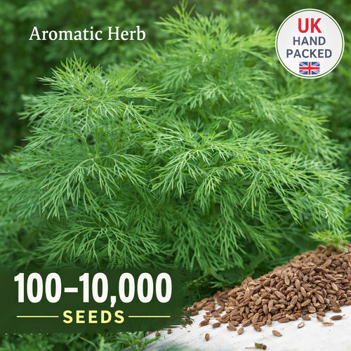 Dill hera seeds - hera,
